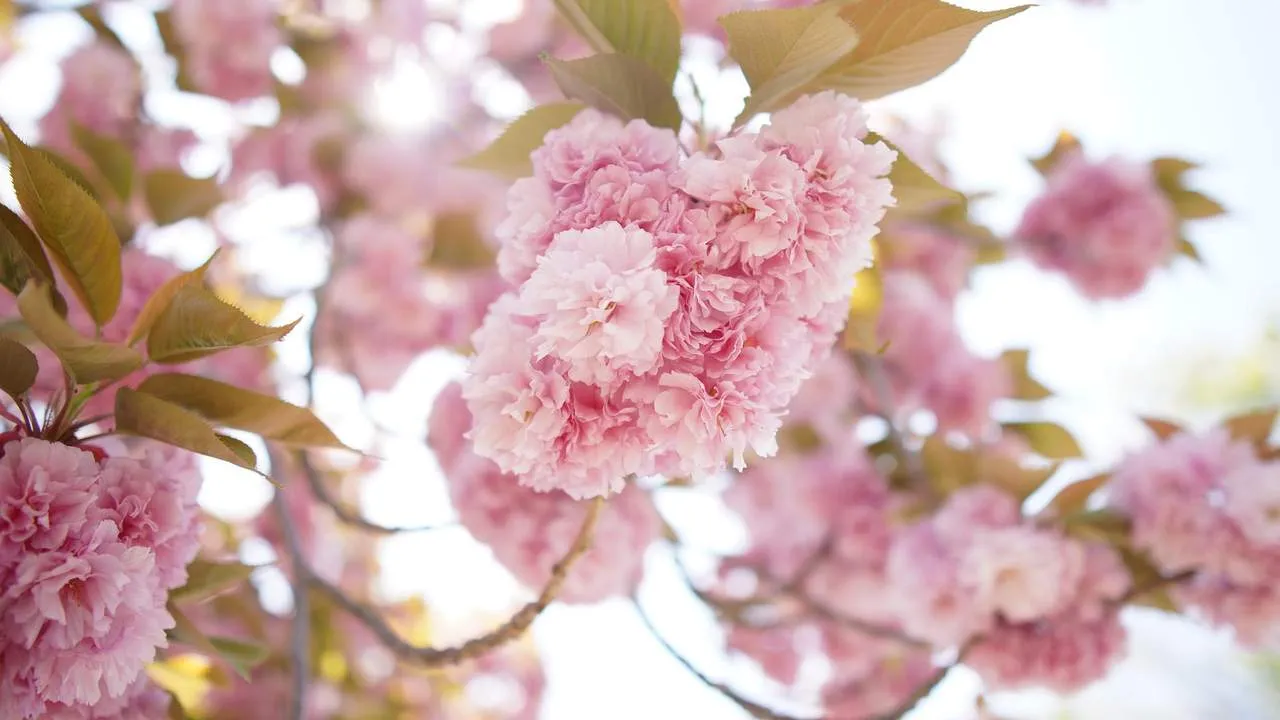 Cherry Blossom